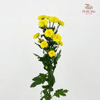 Chrysanthemum Calimero Pompom Miller Sunny - (10-12 Stems)