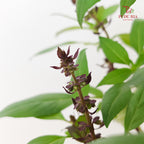 Basil P150