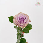 Rose Princess Kaori 玫瑰香織公主 - (10-12 Stems)