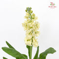 Matthiola Yellow - (Per Bundle)