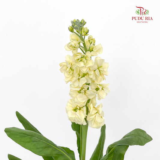 Matthiola Yellow - (Per Bundle)