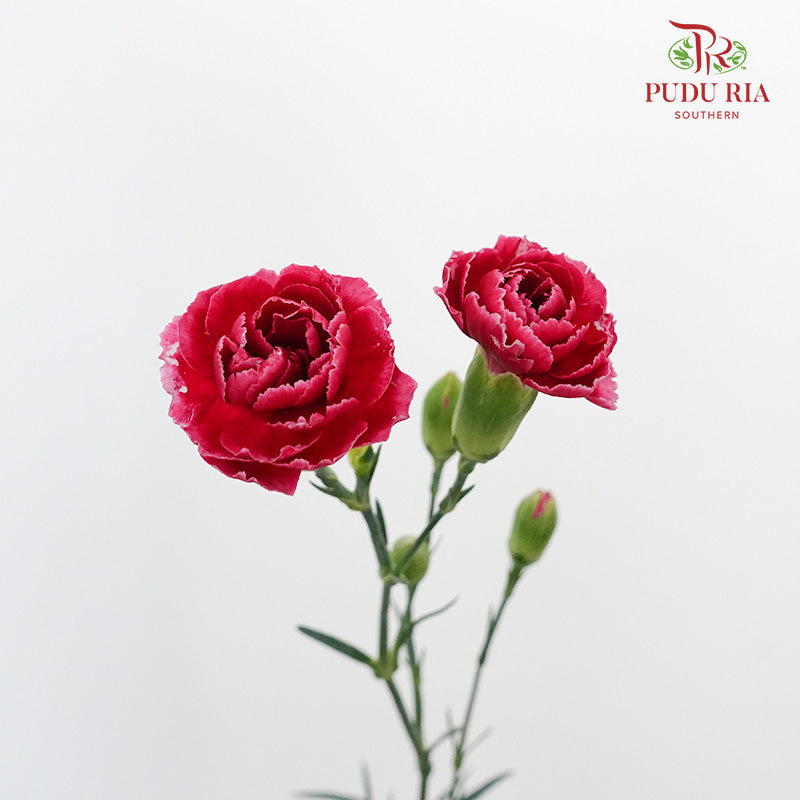 Carnation Spray Violet (18-20 Stems) - Pudu Ria Florist Southern