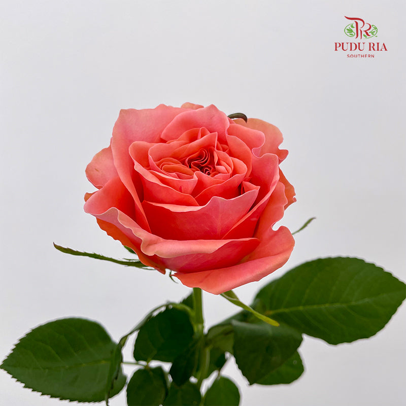 Rose Blushing Reeva - (8-10 Stems)