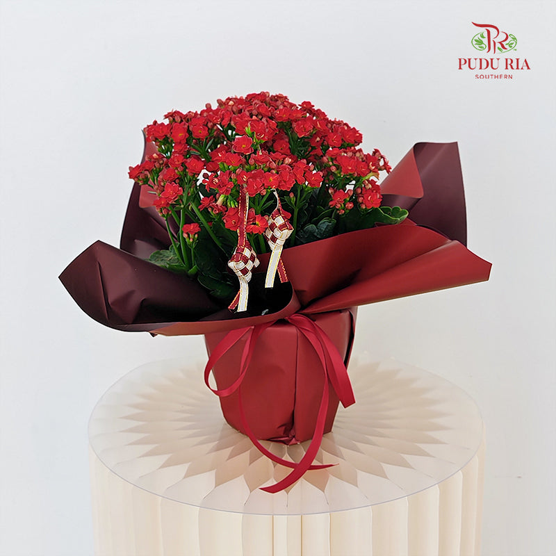 Hari Raya Arrangement - Kalanchoe