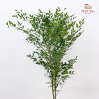 Nandina Domestic Green 南天竹 - (Per Bundle)