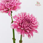 Dahlia Pink - (Per Bundle)