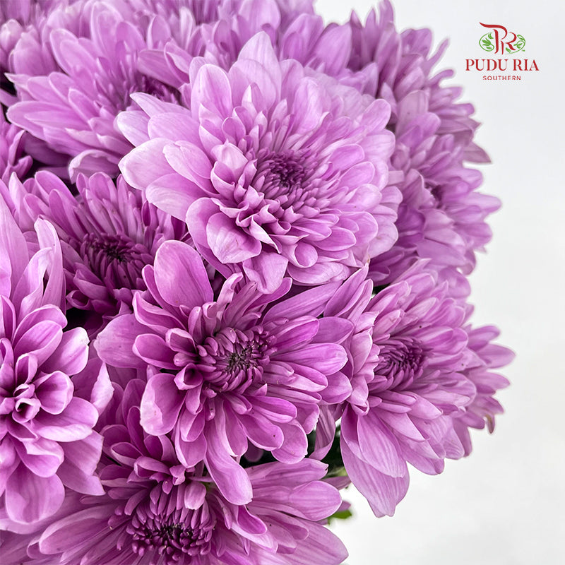Chrysanthemum Pompom Soft Purple 1 - (10-12 Stems)