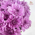Chrysanthemum Pompom Soft Purple 1 - (10-12 Stems)