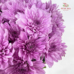 Chrysanthemum Pompom Soft Purple 1 - (10-12 Stems)