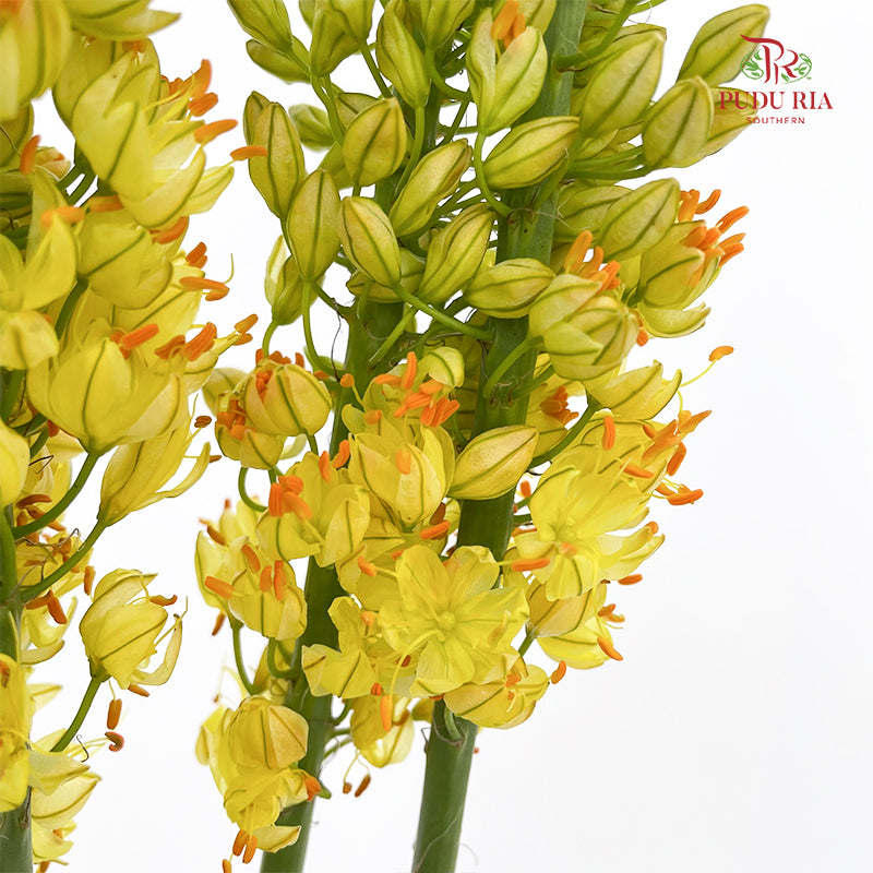 Eremurus Shelf - (2 Stems)
