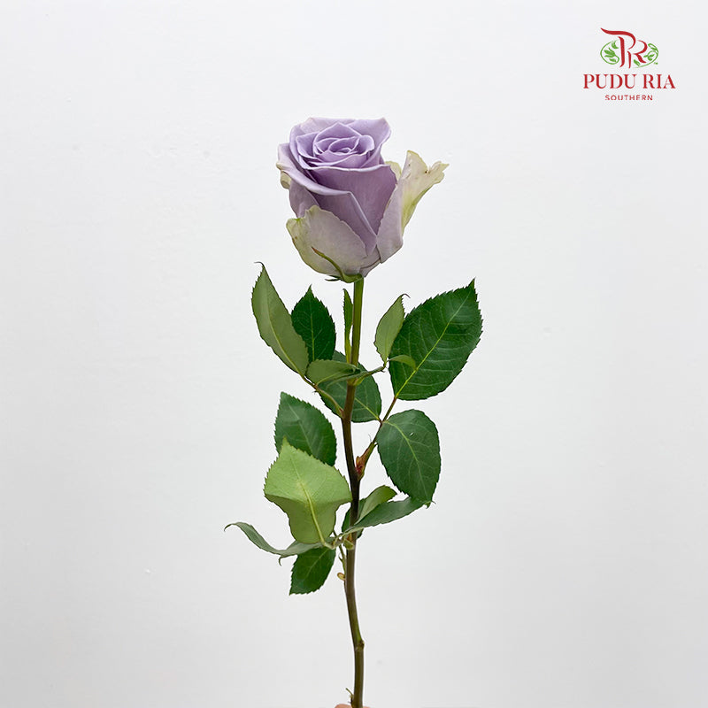 Rose Shocking Blue - (8-10 Stems)