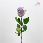 Rose Shocking Blue - (8-10 Stems)