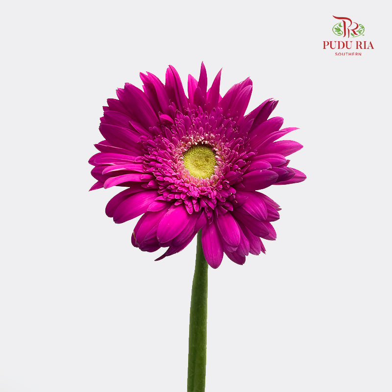 Gerbera Pink 非洲菊 - (8-10 Stems)