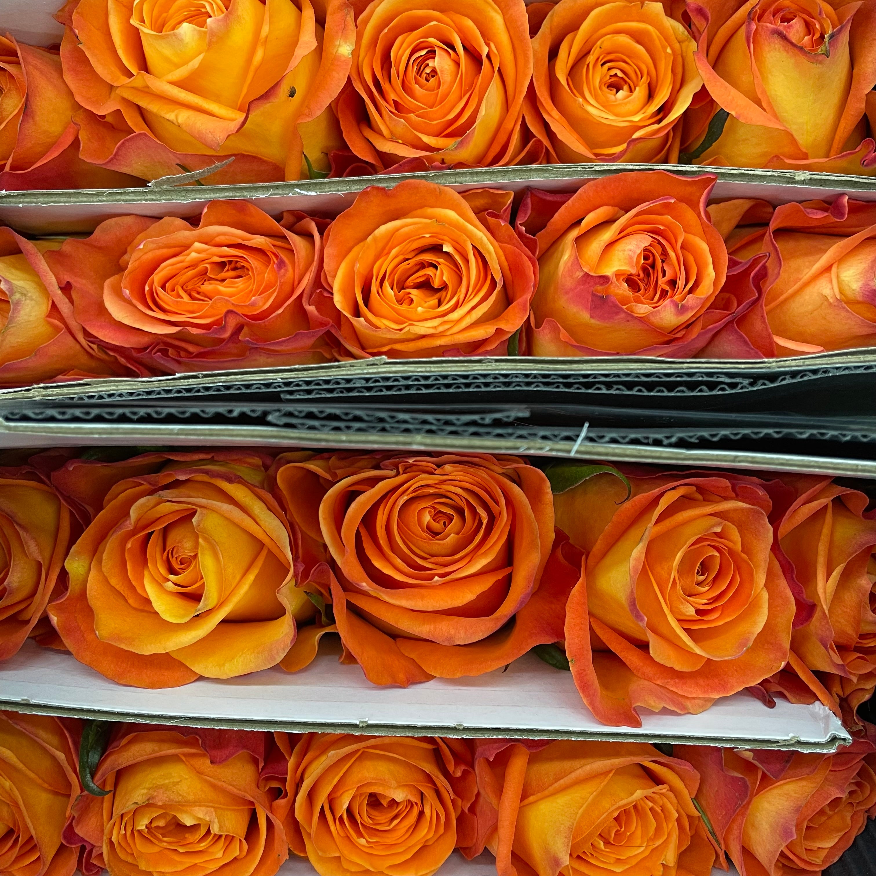 Rose King' s Day - (8-10 Stems)