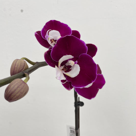 Phalaenopsis Orchid Purple Tone White Big