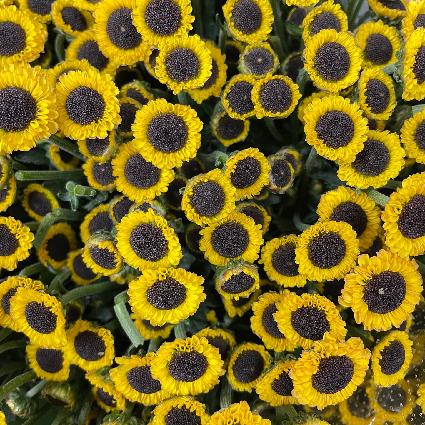 Chrysanthemum Pompom Button Yellow - (10-12 Stems)