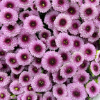 Chrysanthemum Santini / Calimero Mini Button Light Purple