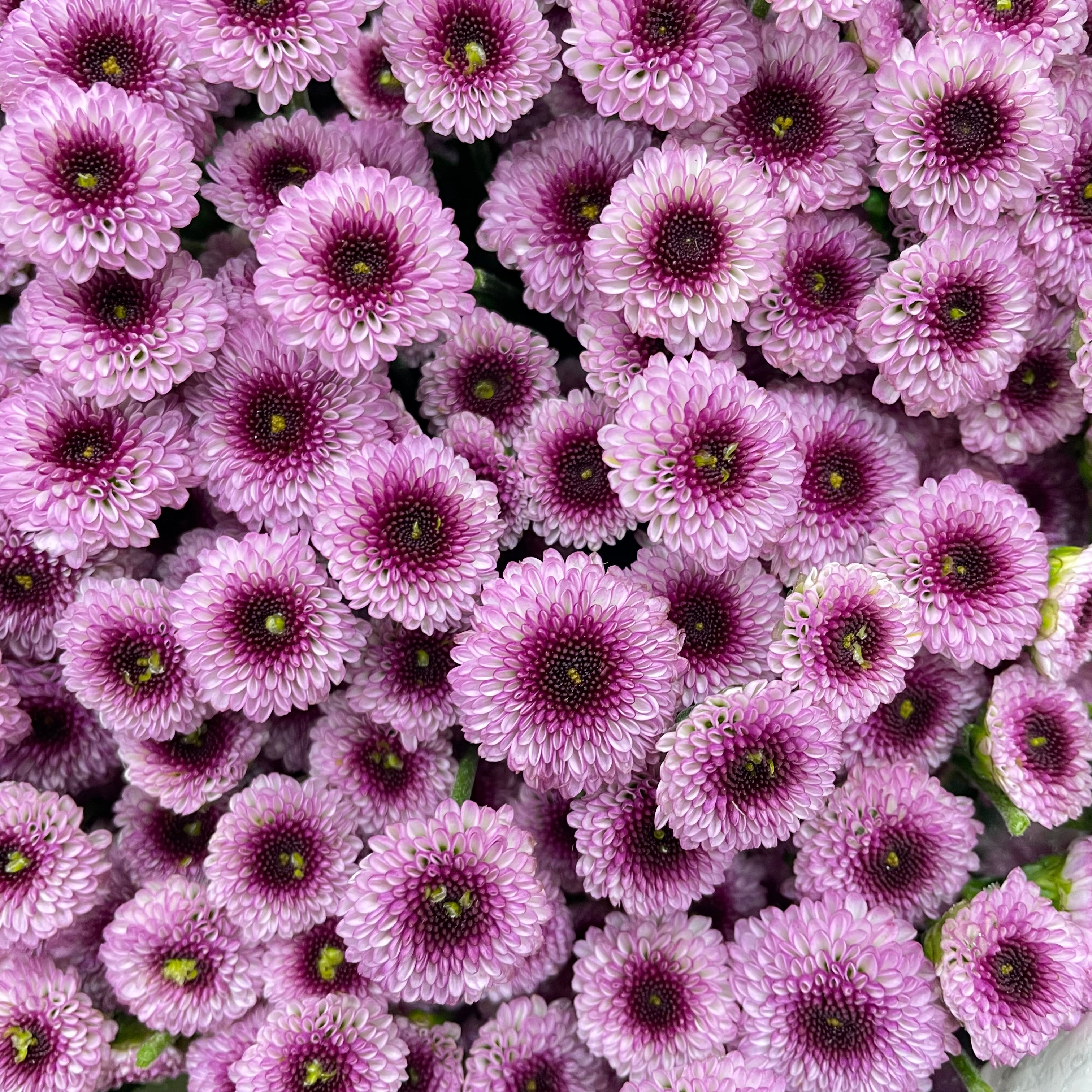 Chrysanthemum Santini / Calimero Mini Button Light Purple