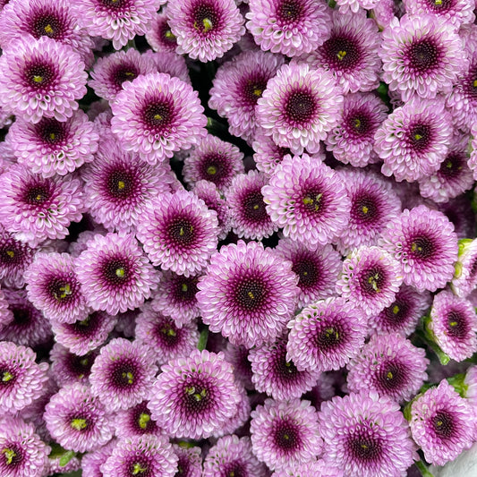 Chrysanthemum Santini / Calimero Mini Button Light Purple