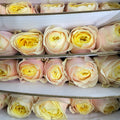 Rose Teresa - (8-10 Stems)