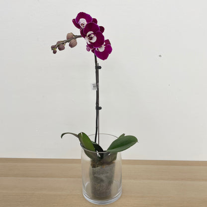 Phalaenopsis Orchid Purple Tone White Big