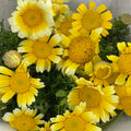 Chrysanthemum Gold Spray - (Per Bundle)
