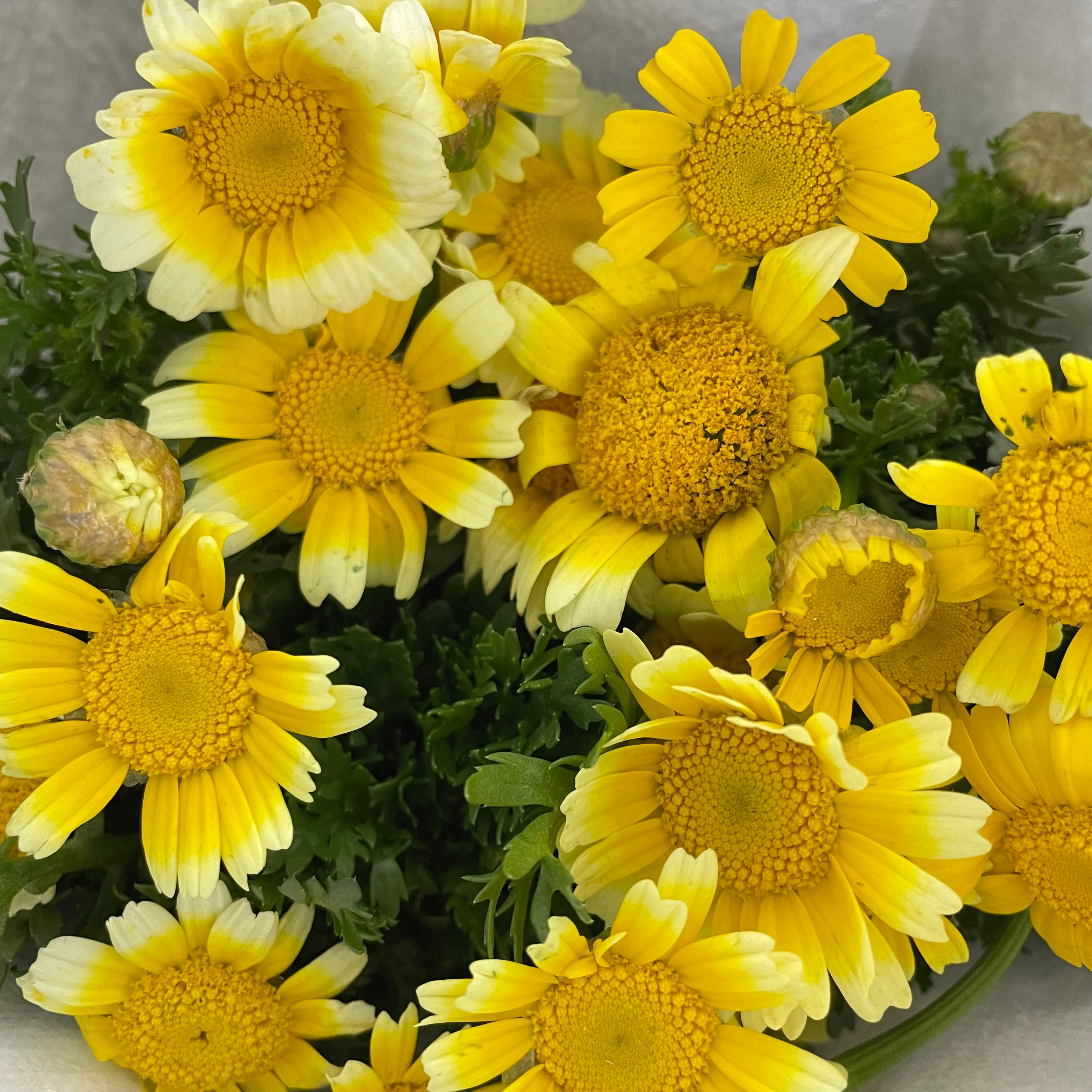 Chrysanthemum Gold Spray - (Per Bundle)