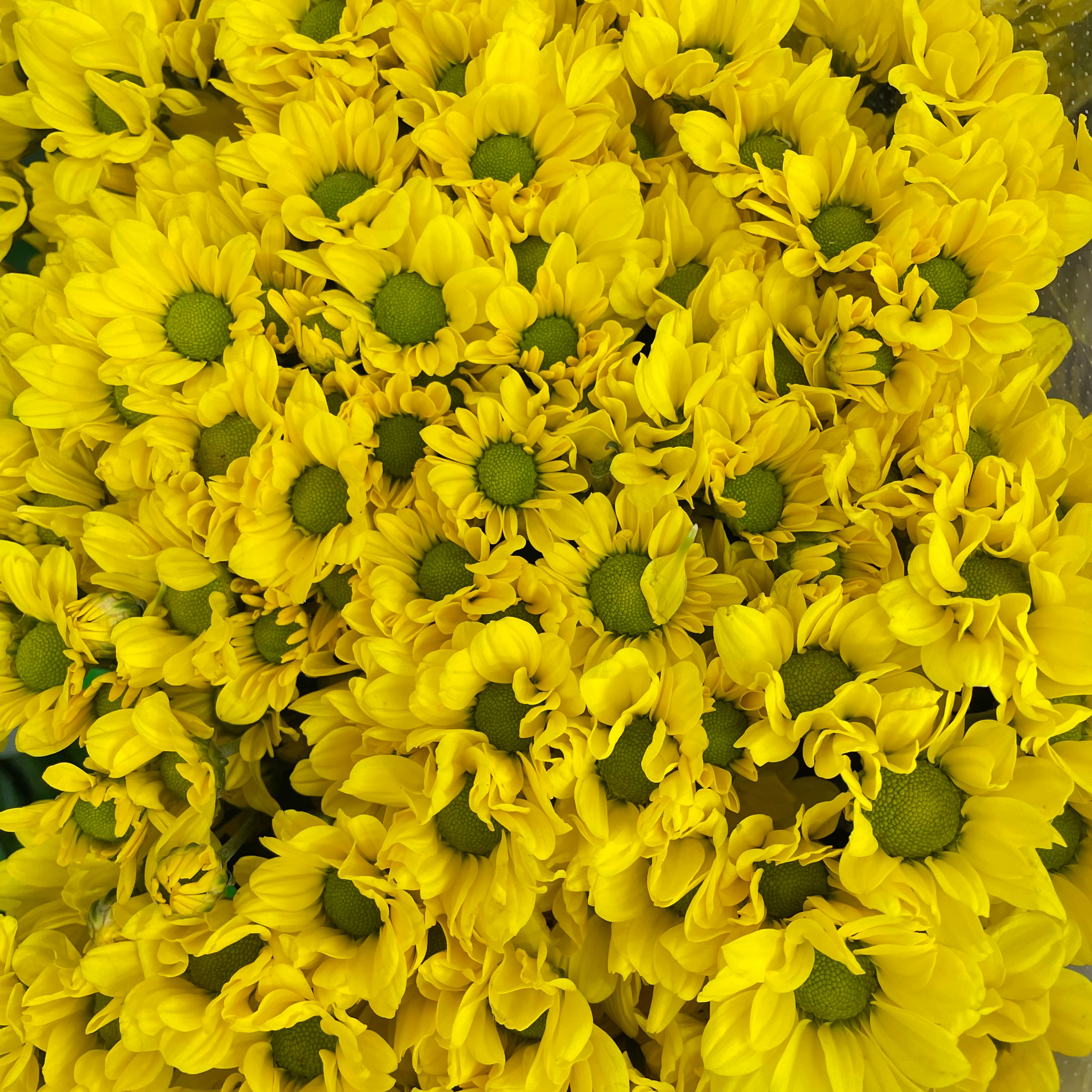Chrysanthemum Pompom Daisy Yellow 3 - (10-12 Stems)