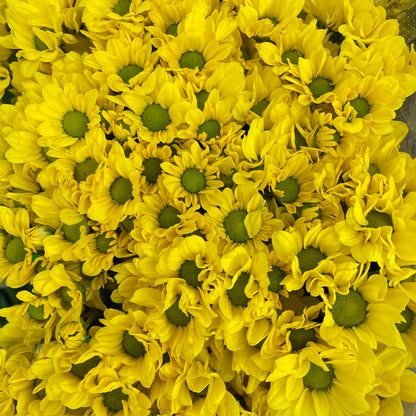 Chrysanthemum Pompom Daisy Yellow 3 (10-12 Stems)