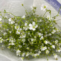 Yabu Meteor - (Per Bundle)