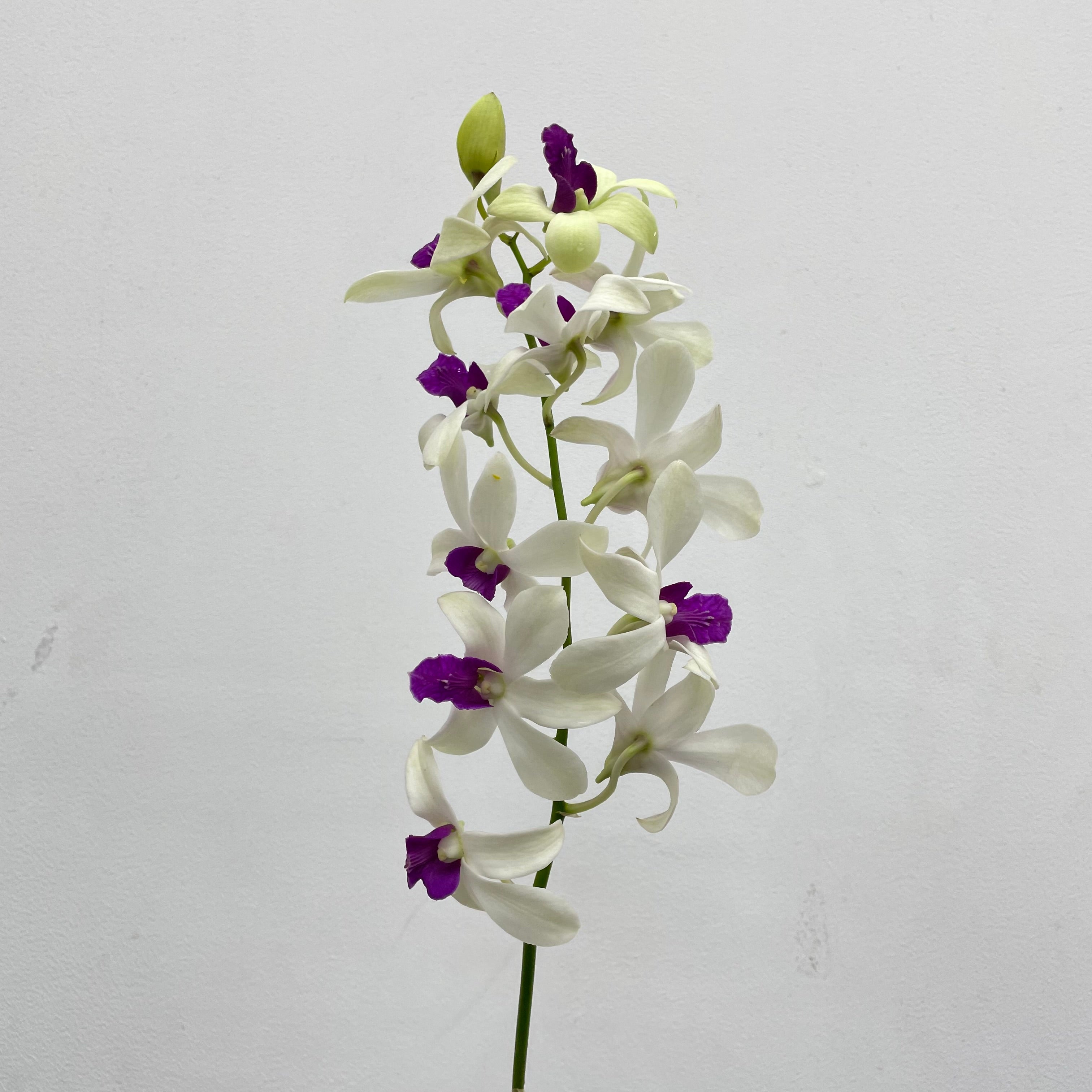 Dendrobium Orchid White Purple (L) - (5 Stems)