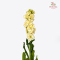 Matthiola Yellow - (10 Stems)