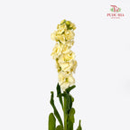 Matthiola Yellow - (10 Stems)