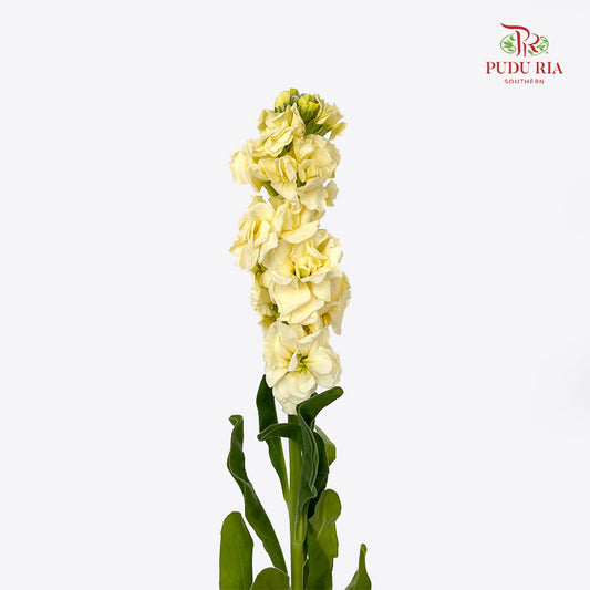 Matthiola Yellow - (10 Stems)