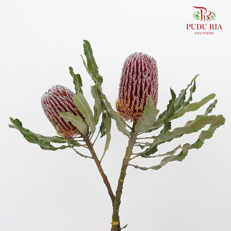 Banksia Red  / 2 Stems - Pudu Ria Florist Southern