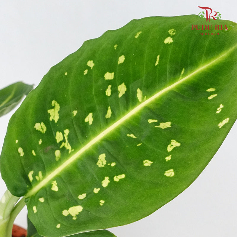 Dieffenbachia Reflector - Pudu Ria Florist Southern