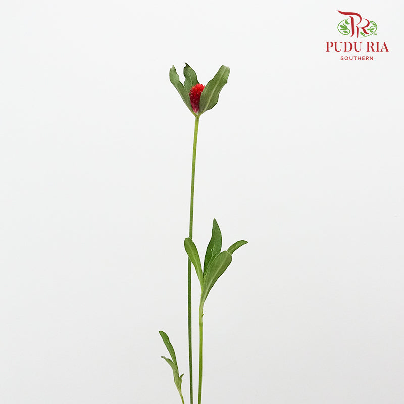 Gomphrena Strawberry Red - Pudu Ria Florist Southern