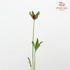 Gomphrena Strawberry Red - Pudu Ria Florist Southern