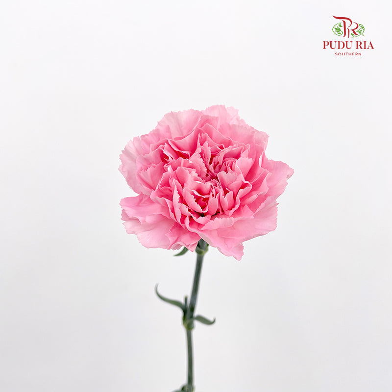 Carnation St Gem Pink 宝石粉康乃馨 - (18-20 Stems)
