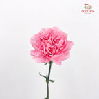 Carnation St Gem Pink 宝石粉康乃馨 - (18-20 Stems)