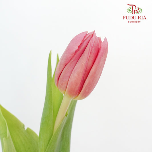Tulip Peach Pink (8-9 Stems) - Pudu Ria Florist Southern