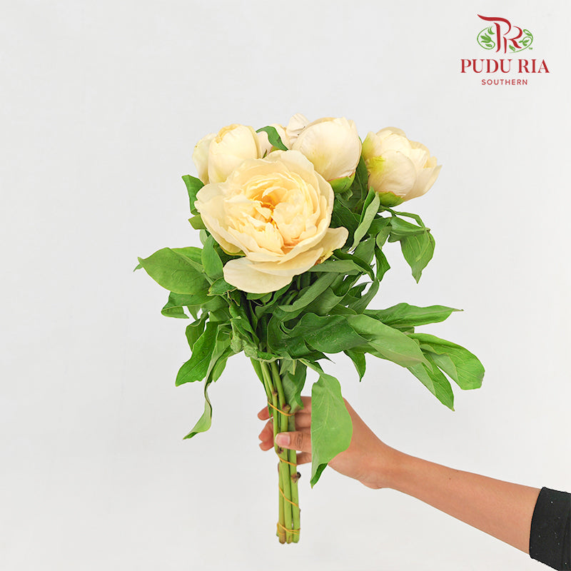 Peony Sunshine Girl 阳光女孩芍药 - (5 Stems)