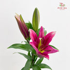 Lily Dark Pink - (5 Stems)
