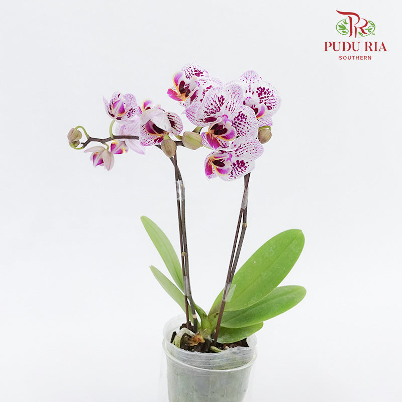 Phalaenopsis Orchid Two Tone Light Purple Without Pot / Per Stem (S) - Pudu Ria Florist Southern