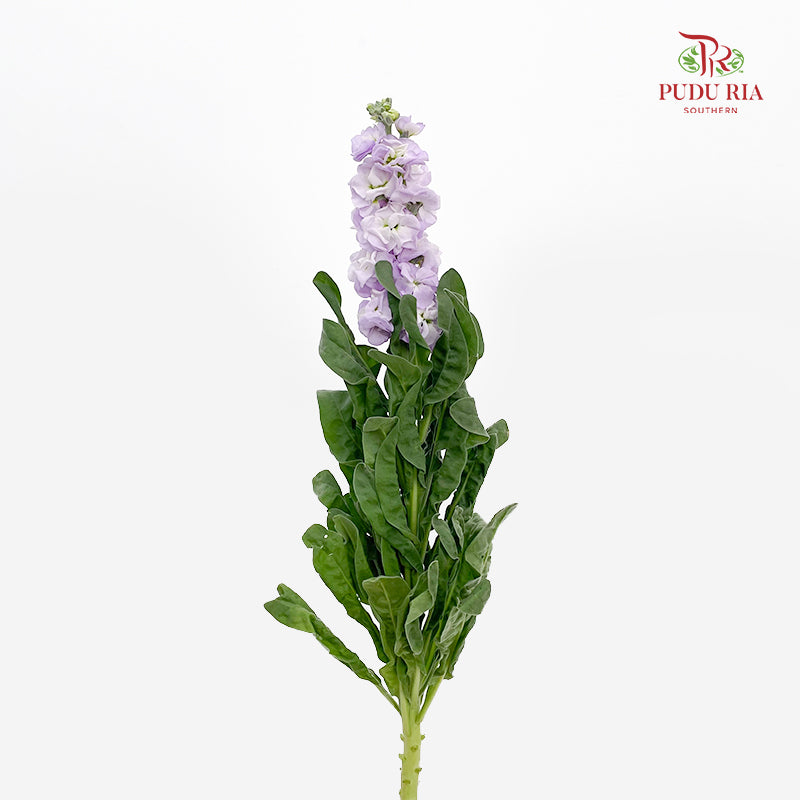 Matthiola Light Purple 紫罗兰 - (Per Bundle)
