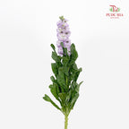 Matthiola Light Purple 紫罗兰 - (Per Bundle)