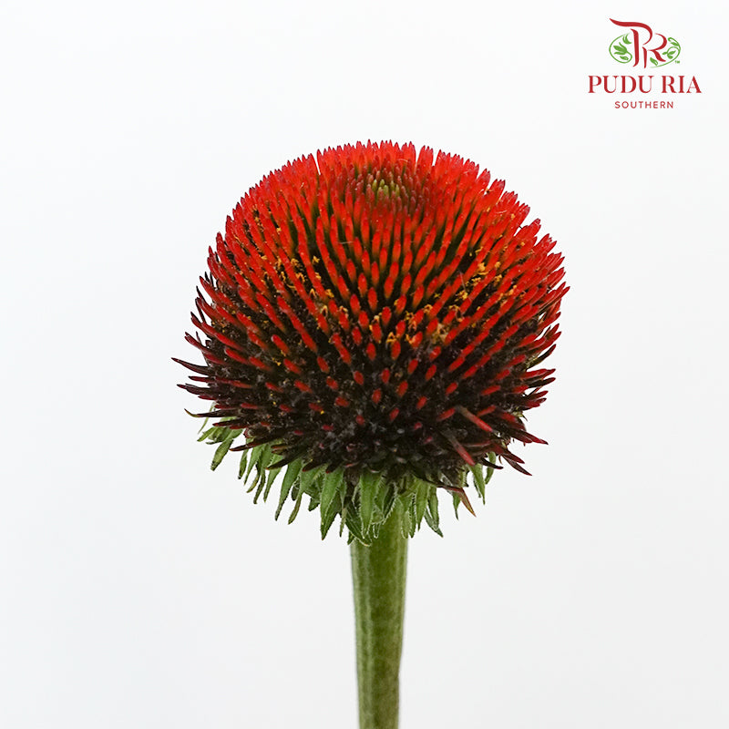 Rudbeckia Cat Eye ( Echinacea ) - Pudu Ria Florist Southern