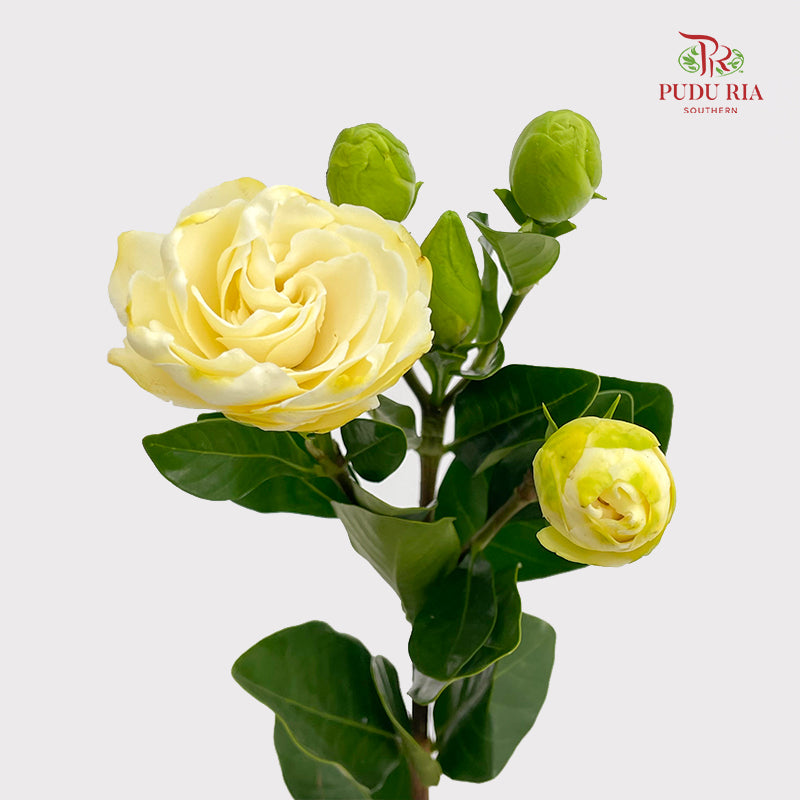 Gardenia - (Per Bundle)