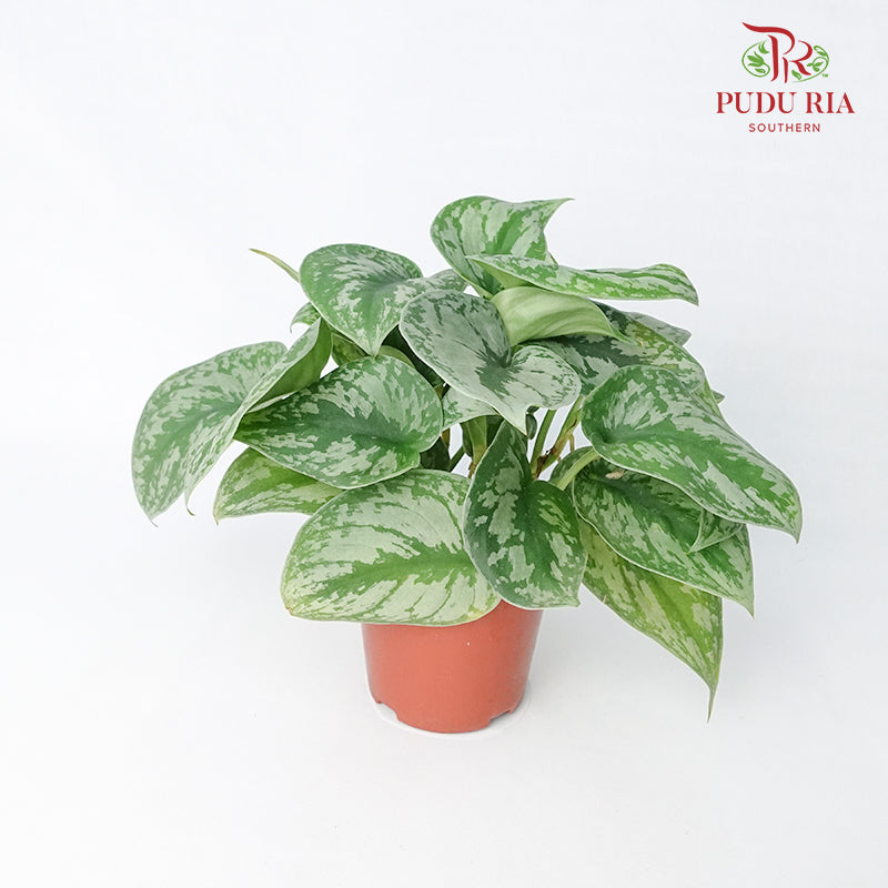Scindapsus Pictus - Pudu Ria Florist Southern
