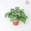 Scindapsus Pictus - Pudu Ria Florist Southern